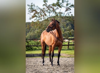 Holstein, Mare, 4 years, 16.1 hh, Brown