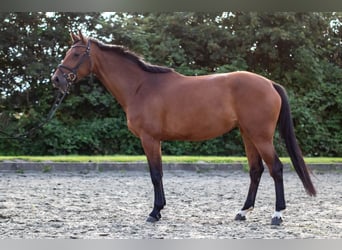 Holstein, Mare, 4 years, 16.1 hh, Brown