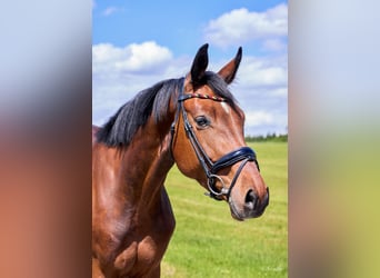 Holstein, Mare, 4 years, 16.1 hh, Brown