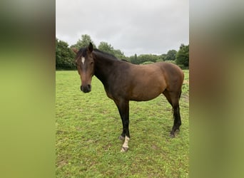 Holstein, Mare, 4 years, 16.1 hh, Brown