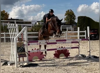 Holstein, Mare, 4 years, 16.1 hh, Brown