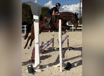 Holstein, Mare, 4 years, 16.1 hh, Brown