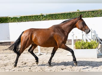 Holstein, Mare, 4 years, 16.1 hh, Brown
