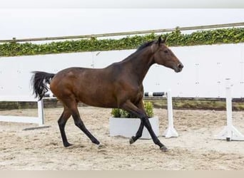 Holsteiner, Stute, 4 Jahre, 16,1 hh, Brauner