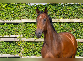 Holstein, Mare, 4 years, 16.1 hh, Brown