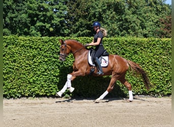 Holstein, Mare, 4 years, 16.1 hh, Chestnut-Red