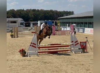Holstein, Mare, 4 years, 16.2 hh, Brown