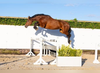 Holstein, Mare, 4 years, 16.2 hh, Brown