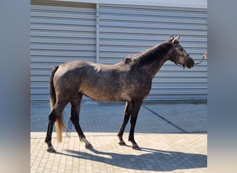 Holstein, Mare, 4 years, 16,2 hh, Gray-Dapple