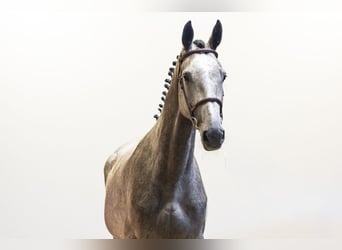 Holstein, Mare, 4 years, 16.2 hh, Grey
