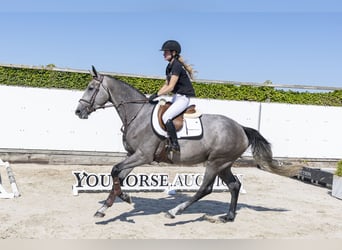 Holstein, Mare, 4 years, 16.2 hh, Grey