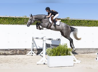 Holstein, Mare, 4 years, 16.2 hh, Grey