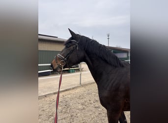 Holstein, Mare, 4 years, 16 hh, Bay-Dark