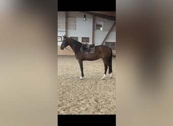 Holstein, Mare, 4 years, 16 hh, Bay-Dark