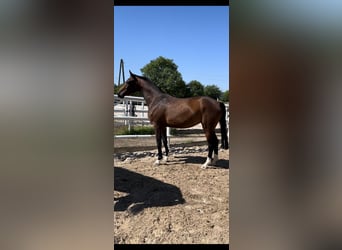 Holstein, Mare, 4 years, 16 hh, Bay-Dark