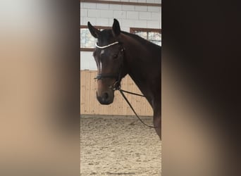 Holstein, Mare, 4 years, 16 hh, Bay-Dark