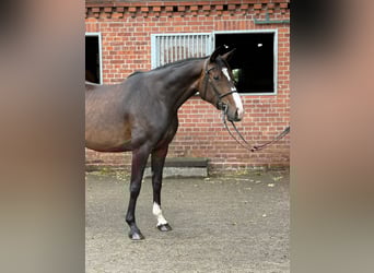 Holstein, Mare, 4 years, 16 hh, Bay-Dark