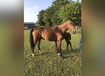 Holstein, Mare, 4 years, 16 hh, Brown