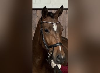 Holstein, Mare, 4 years, 16 hh, Brown