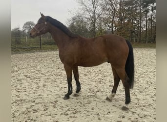Holstein, Mare, 4 years, 16 hh, Brown