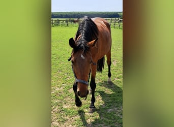 Holstein, Mare, 4 years, 16 hh, Brown