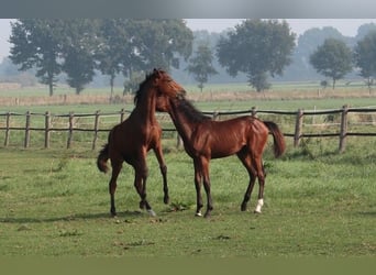 Holstein, Mare, 4 years, 16 hh, Brown