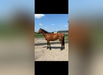 Holstein, Mare, 4 years, 16 hh, Brown