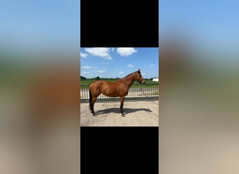 Holstein, Mare, 4 years, 16 hh, Brown