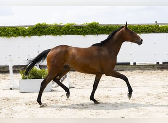 Holstein, Mare, 4 years, 16 hh, Brown