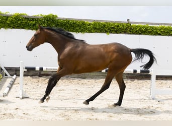 Holstein, Mare, 4 years, 16 hh, Brown