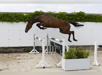 Holstein, Mare, 4 years, 16 hh, Brown