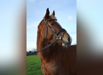 Holstein, Mare, 4 years, 16 hh, Chestnut-Red