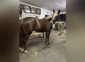 Holstein, Mare, 4 years, 16 hh, Chestnut-Red