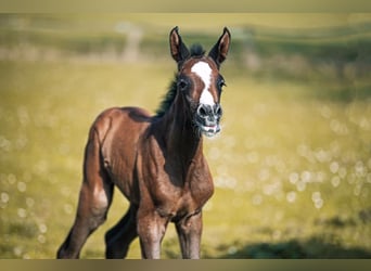 Holstein, Mare, 4 years, 16 hh, Grey-Dapple