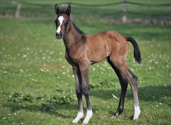 Holstein, Mare, 4 years, 16 hh, Grey-Dapple