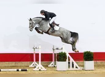 Holstein, Mare, 4 years, 16 hh, Grey