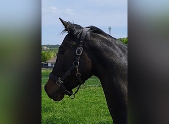 Holstein, Mare, 4 years, 16 hh, Smoky-Black
