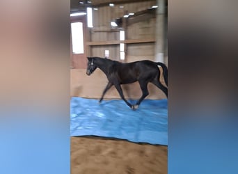 Holstein, Mare, 4 years, 16 hh, Smoky-Black
