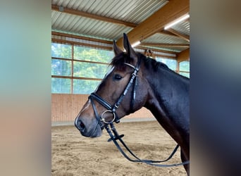 Holstein, Mare, 4 years, 16 hh, Smoky-Black