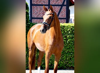 Holstein, Mare, 4 years, 16,1 hh, Chestnut-Red