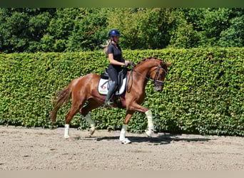Holstein, Mare, 4 years, 16,1 hh, Chestnut-Red