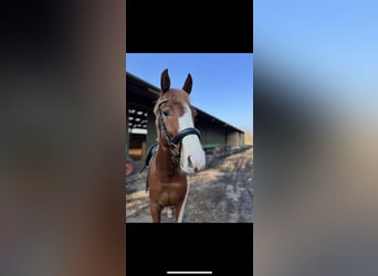 Holstein, Mare, 4 years, 16,1 hh, Chestnut-Red