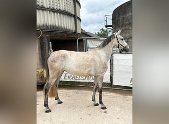 Holstein, Mare, 4 years, 16,1 hh, Gray