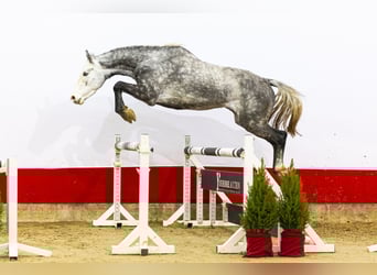 Holstein, Mare, 4 years, 16,1 hh, Grey-Dapple