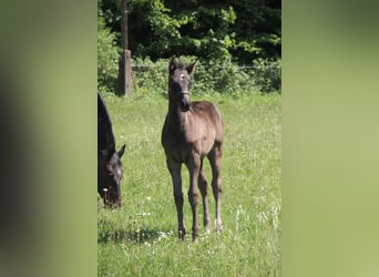 Holstein, Mare, 4 years, 16,2 hh, Black