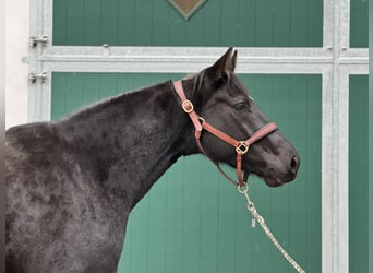 Holstein, Mare, 4 years, 16,2 hh, Black