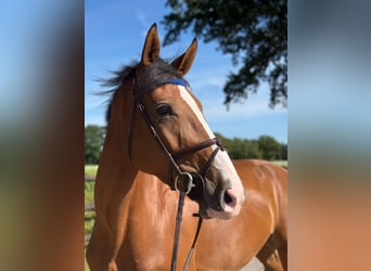 Holstein, Mare, 4 years, 16,3 hh, Brown
