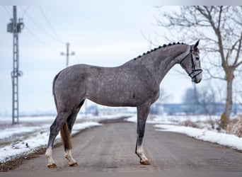 Holstein, Mare, 4 years, 16,3 hh, Grey