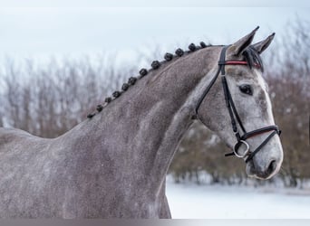 Holstein, Mare, 4 years, 16,3 hh, Grey