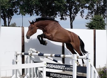 Holstein, Mare, 4 years, 17 hh, Bay